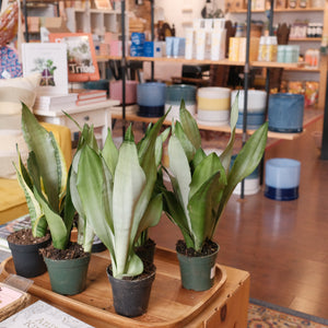 Moonshine Snake Plant