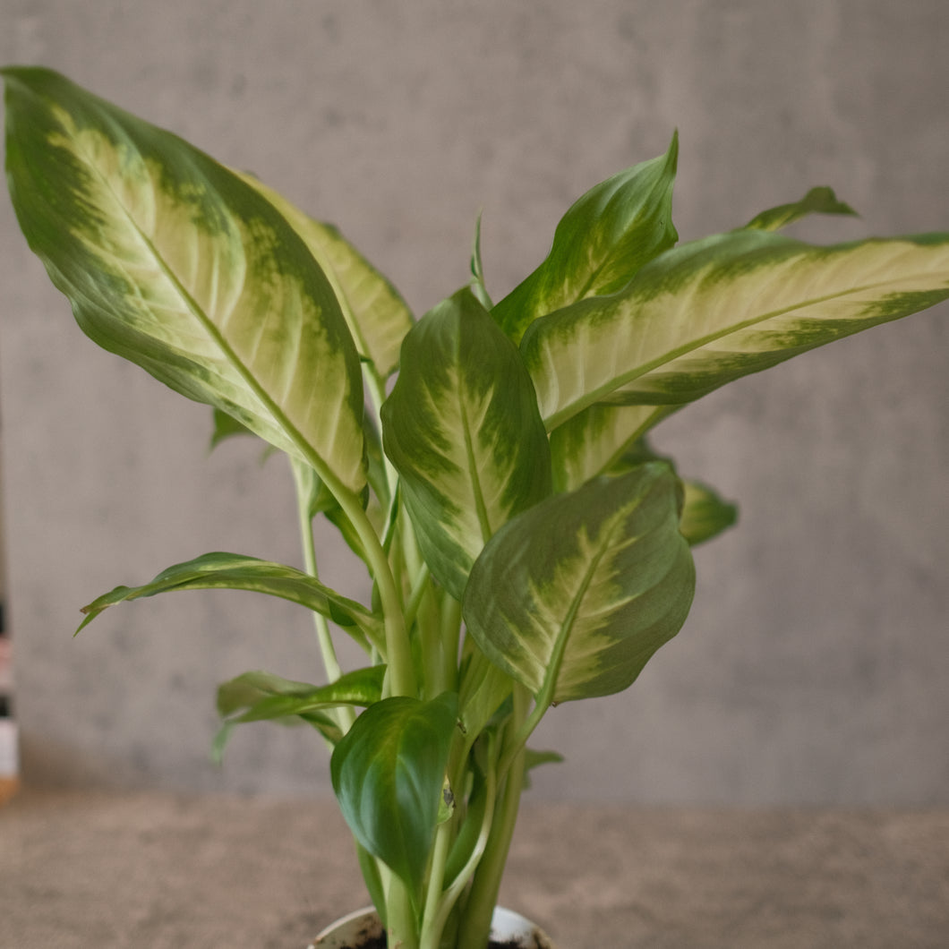 Dieffenbachia 'Camille'