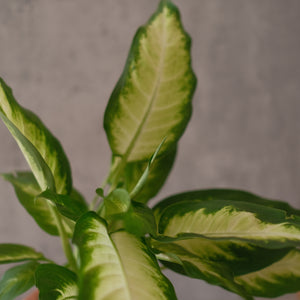 Dieffenbachia 'Camille'