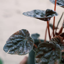 Load image into Gallery viewer, Peperomia abricos
