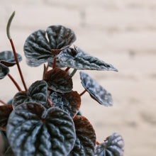Load image into Gallery viewer, Peperomia abricos
