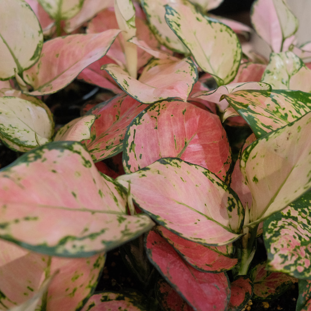 Aglaonema 'Pink'