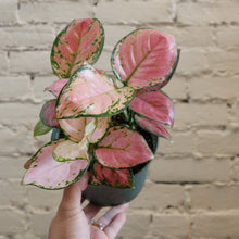 Load image into Gallery viewer, Aglaonema &#39;Pink&#39;

