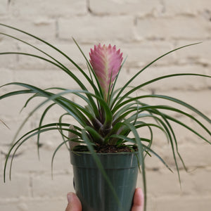 Pink Quill Plant