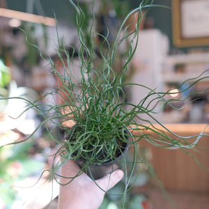 Juncus effusus 'Spiralis'