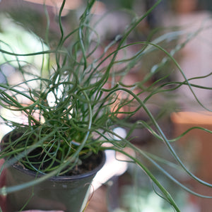 Juncus effusus 'Spiralis'