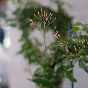 Jasmine Plant