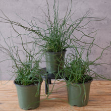 Load image into Gallery viewer, Juncus effusus &#39;Spiralis&#39;
