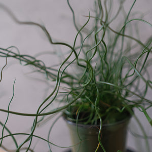 Juncus effusus 'Spiralis'