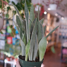 Load image into Gallery viewer, Sanseveria Sayuri &quot;Silver Sword&quot; Snake Plant
