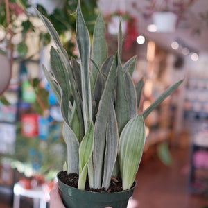 Sanseveria Sayuri "Silver Sword" Snake Plant