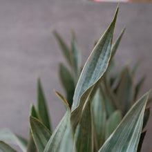 Load image into Gallery viewer, Sanseveria Sayuri &quot;Silver Sword&quot; Snake Plant
