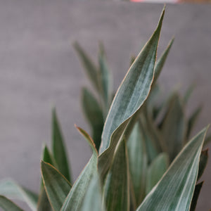 Sanseveria Sayuri "Silver Sword" Snake Plant