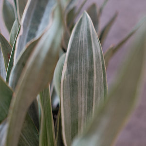 Sanseveria Sayuri "Silver Sword" Snake Plant