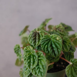 Peperomia caperata 'Emerald Ripple'