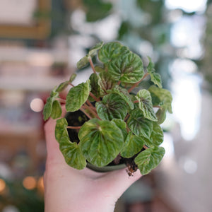 Peperomia caperata 'Green'