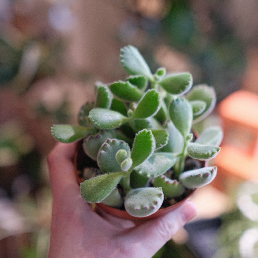 Cotyledon 'Bear Paw'