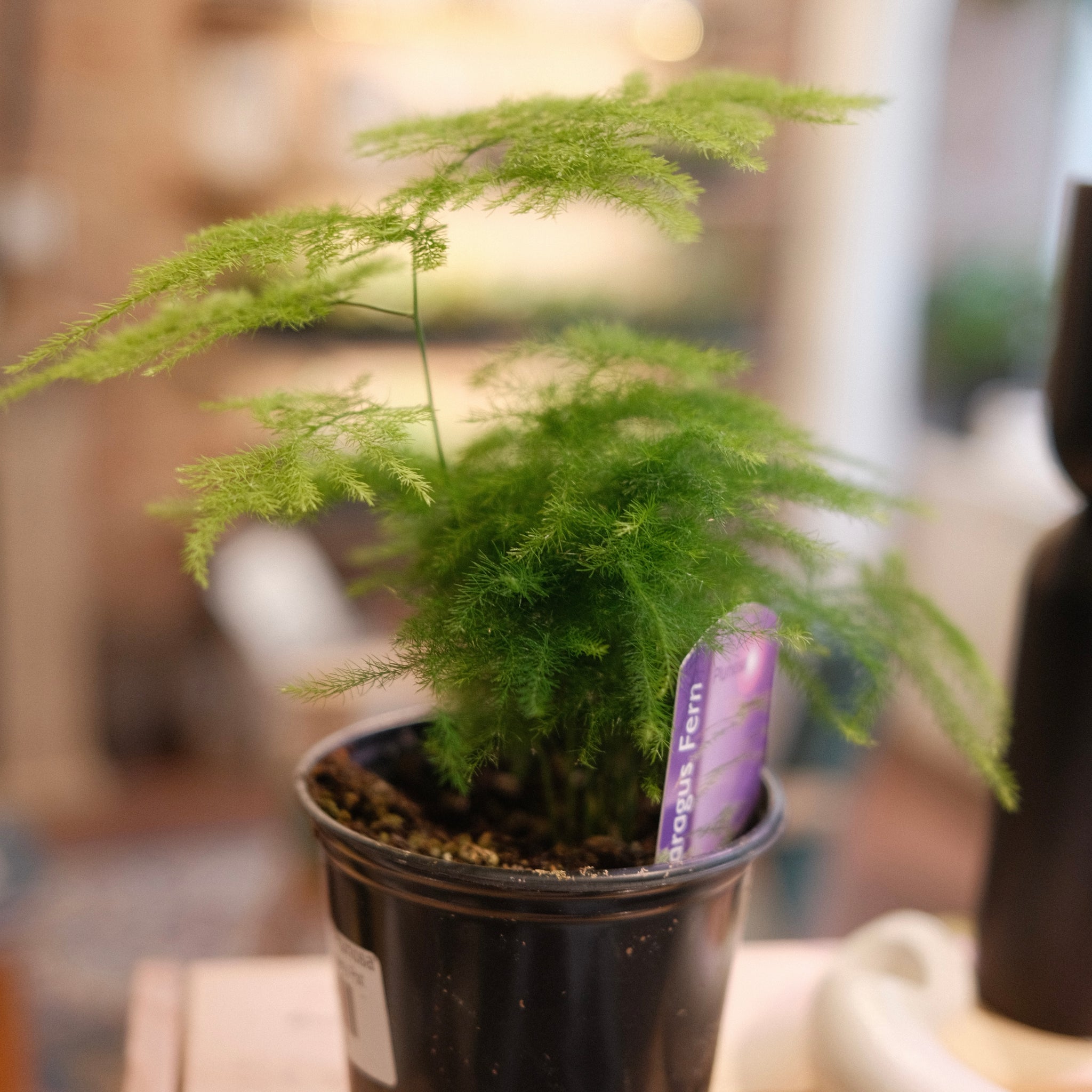 Planting and caring for Asparagus fern 