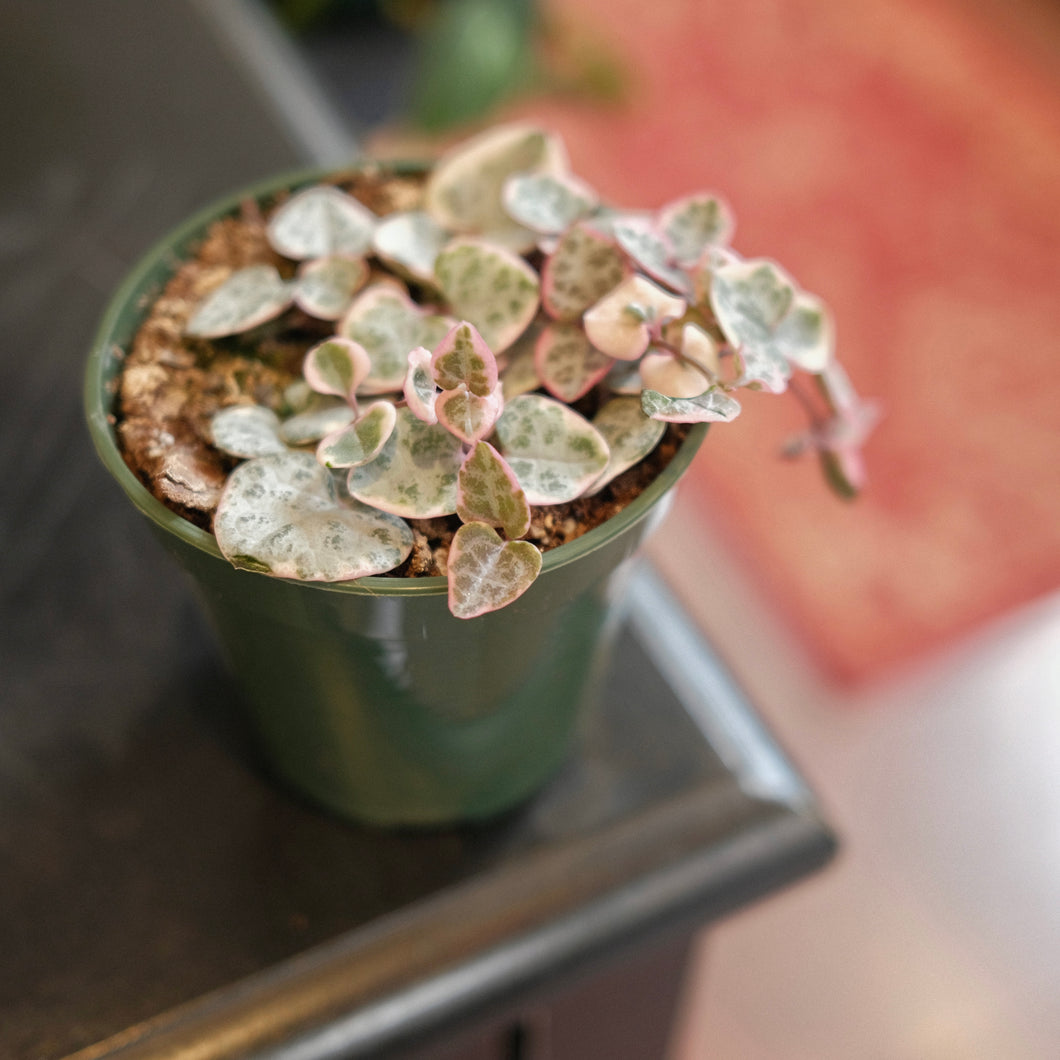 Variegated String of Hearts