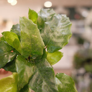 Calathea musaica 'Network'