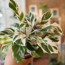 Load image into Gallery viewer, Calathea &#39;White Fusion&#39;
