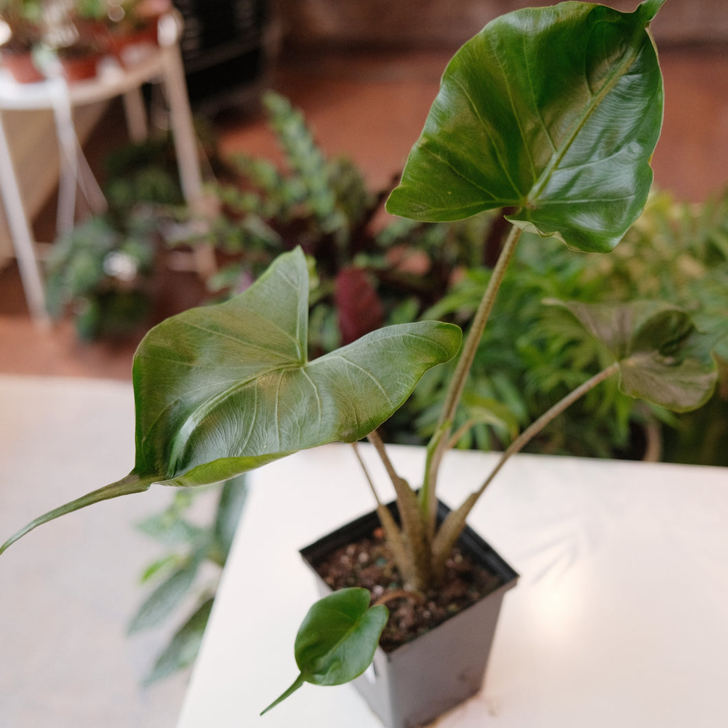 Alocasia macrorrhiza 'Stingray'