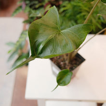 Load image into Gallery viewer, Alocasia macrorrhiza &#39;Stingray&#39;
