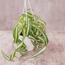 Load image into Gallery viewer, Spider Plant &quot;Bonnie&quot;
