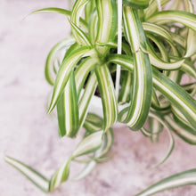 Load image into Gallery viewer, Spider Plant &quot;Bonnie&quot;
