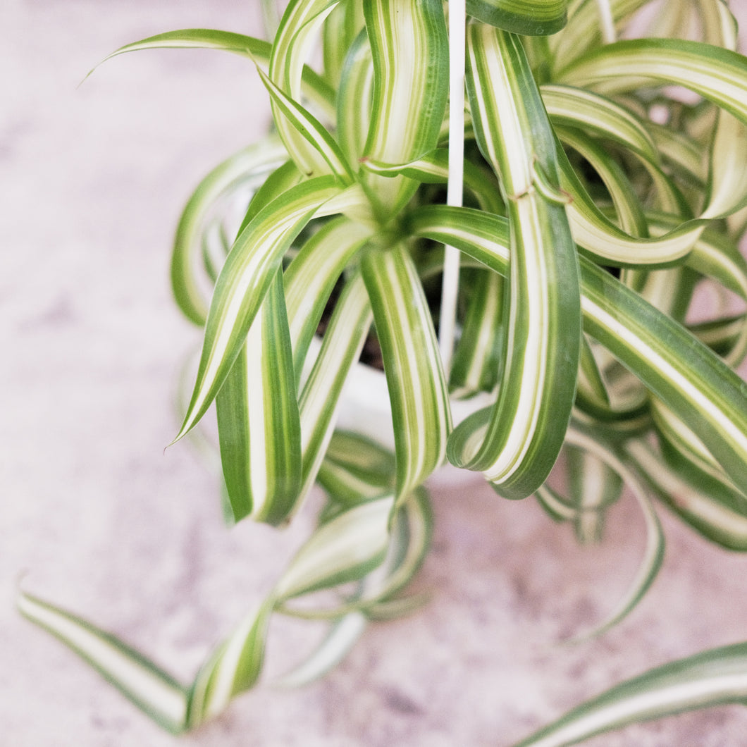 Spider Plant 