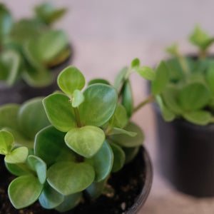 Peperomia 'Hope'