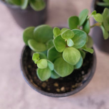 Load image into Gallery viewer, Peperomia &#39;Hope&#39;

