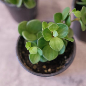 Peperomia 'Hope'