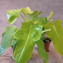 Load image into Gallery viewer, Philodendron bipennifolium aurea
