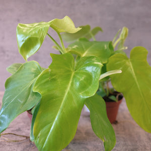 Philodendron bipennifolium aurea