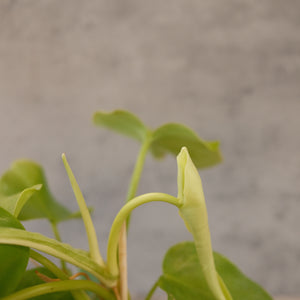 Philodendron bipennifolium aurea