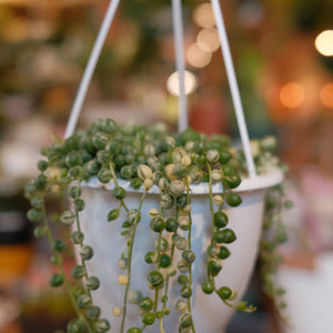 String of Pearls Variegated