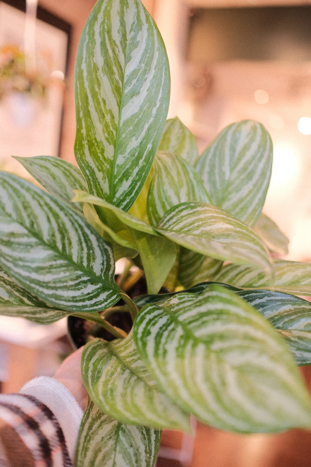 Aglaonema 'Stripes'