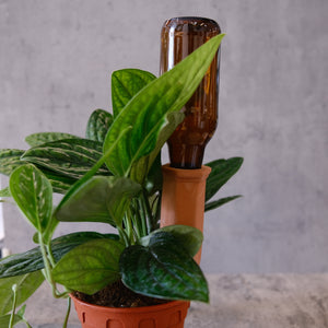 Watering Stakes