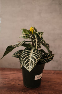 Zebra Plant