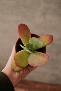 Kalanchoe 'Paddle'