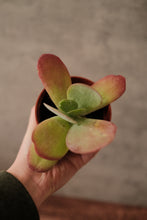 Load image into Gallery viewer, Kalanchoe &#39;Paddle&#39;
