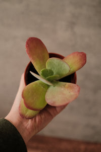 Kalanchoe 'Paddle'