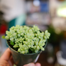 Load image into Gallery viewer, Donkey Tail Cactus
