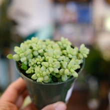 Load image into Gallery viewer, Donkey Tail Cactus
