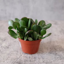 Load image into Gallery viewer, Jade Succulent
