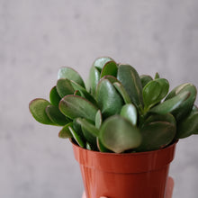 Load image into Gallery viewer, Jade Succulent
