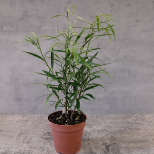 Ficus salcifolia