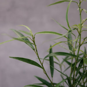 Ficus salcifolia