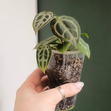 Load image into Gallery viewer, Anthurium hybrid &#39;Brielle X Zara&#39; x Magnificum
